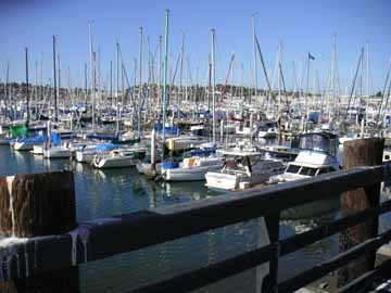 shelter cove marina